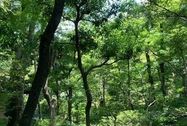 根津美術館の写真・動画_image_527539