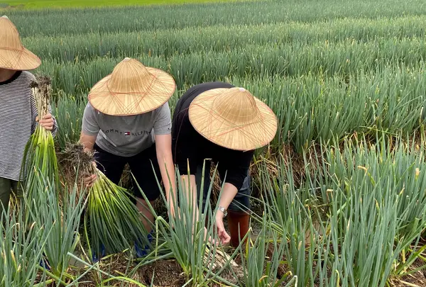 宜蘭農夫青葱体験農場の写真・動画_image_527951