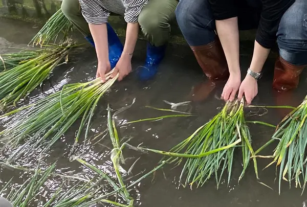 宜蘭農夫青葱体験農場の写真・動画_image_527952