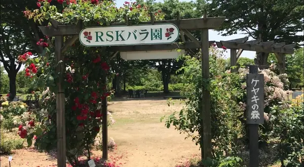 RSKバラ園の写真・動画_image_528128
