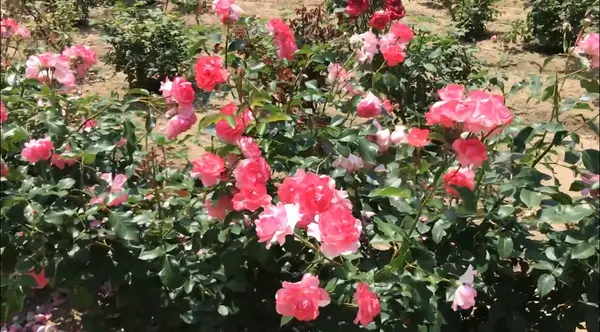 RSKバラ園の写真・動画_image_528130