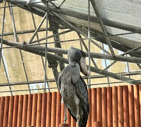 掛川花鳥園の写真・動画_image_531102