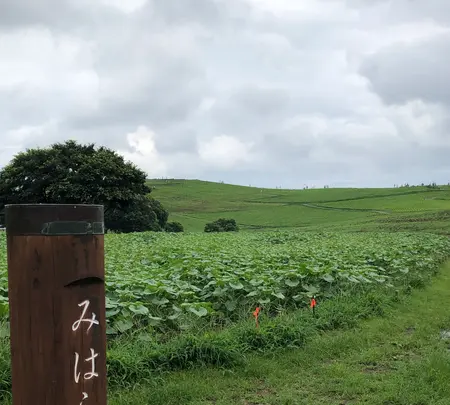 ひたち海浜公園の写真・動画_image_532079