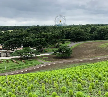 ひたち海浜公園の写真・動画_image_532082
