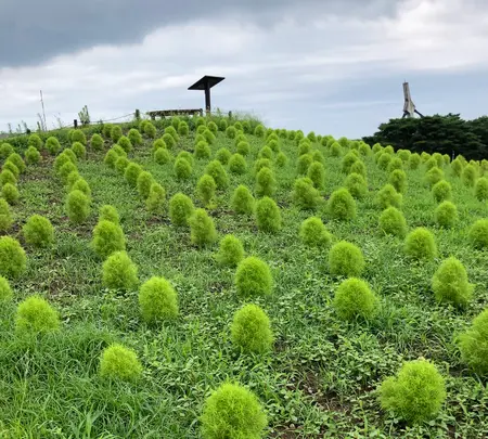 ひたち海浜公園の写真・動画_image_532083