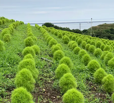 ひたち海浜公園の写真・動画_image_532085