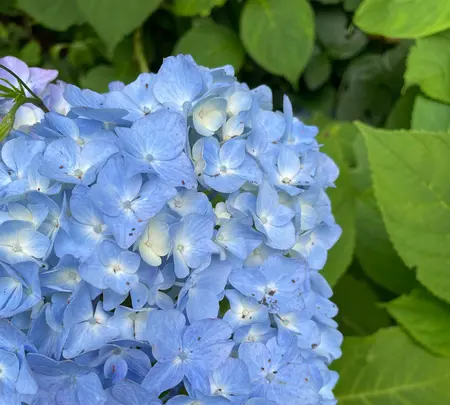小樽 天満宮の写真・動画_image_533991