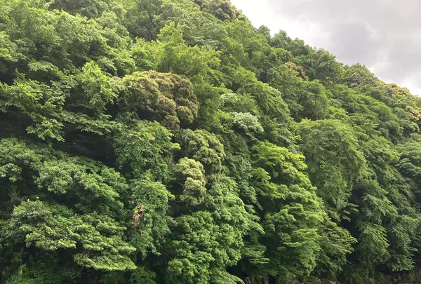 直吉の写真・動画_image_534152