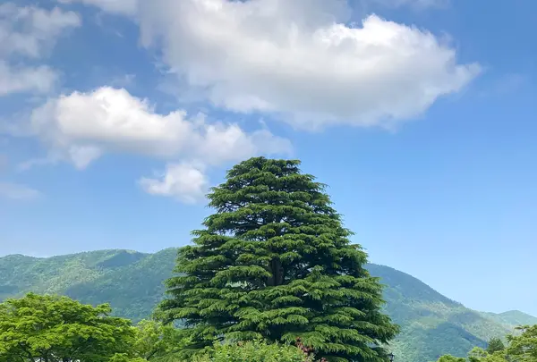 箱根強羅公園の写真・動画_image_534155