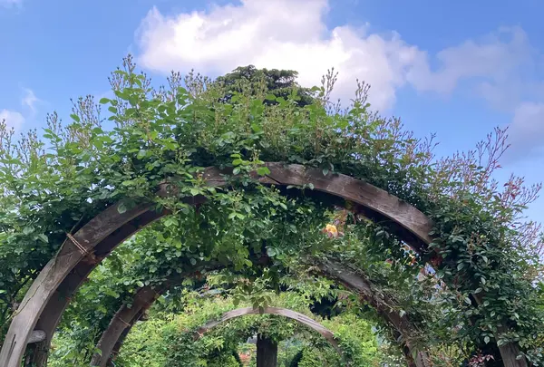 箱根強羅公園の写真・動画_image_534160