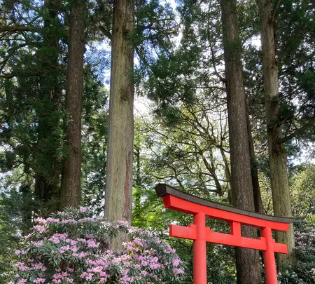 箱根神社の写真・動画_image_534174