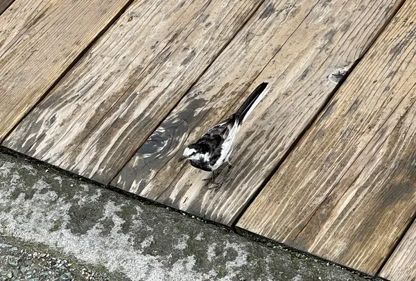 古い町並の写真・動画_image_534696