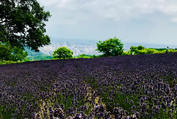 幌見峠ラベンダー園の写真・動画_image_534782