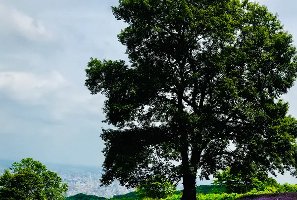 幌見峠ラベンダー園の写真・動画_image_534783