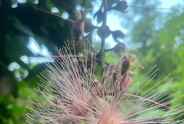 西表島ガイドUMICO Iriomote Guide UMICOカヌー/カヤック＆トレッキングの写真・動画_image_535690