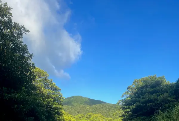 西表島ガイドUMICO Iriomote Guide UMICOカヌー/カヤック＆トレッキングの写真・動画_image_535691