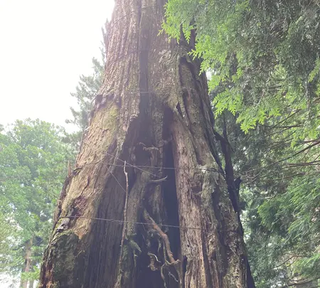日光東照宮の写真・動画_image_536258