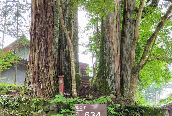 日光東照宮の写真・動画_image_536260