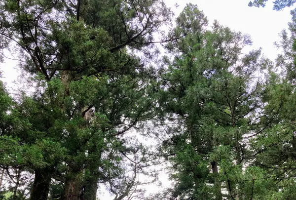 日光東照宮の写真・動画_image_536262