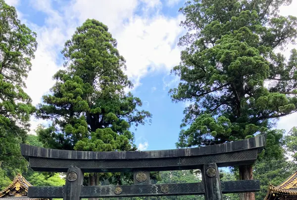 日光東照宮の写真・動画_image_536264