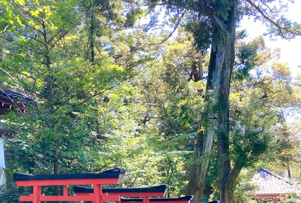 金澤神社の写真・動画_image_538062