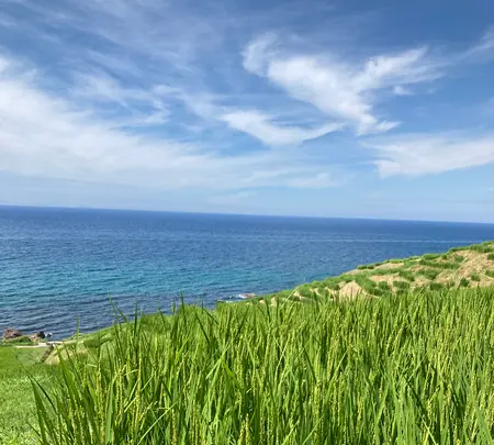 白米千枚田の写真・動画_image_538136