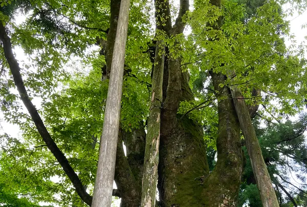 白山比咩神社の写真・動画_image_538177