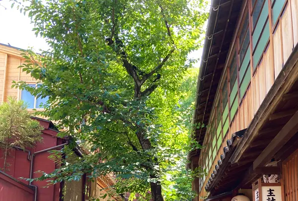 主計町茶屋街の写真・動画_image_538197