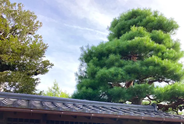 武家屋敷跡 野村家の写真・動画_image_538227
