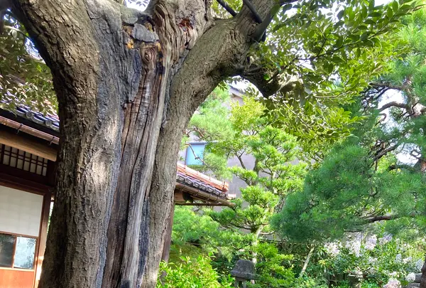 武家屋敷跡 野村家の写真・動画_image_538228