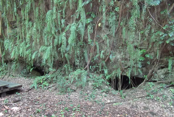 山猪溝原始森林歩道の写真・動画_image_538510