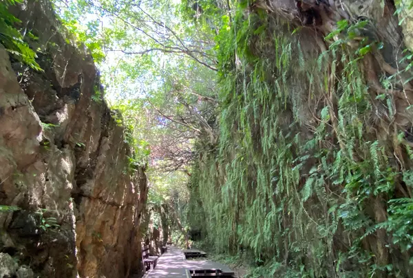 山猪溝原始森林歩道の写真・動画_image_538511