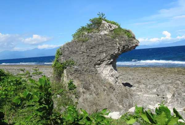 紅番石の写真・動画_image_538534