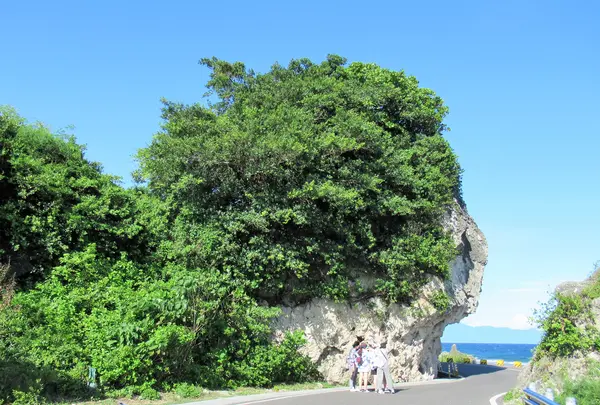 紅番石の写真・動画_image_538537