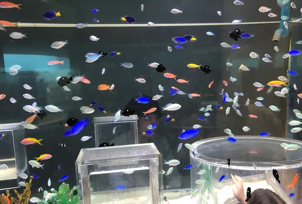 のとじま水族館　の写真・動画_image_539259