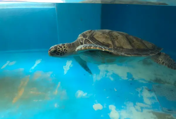 のとじま水族館　の写真・動画_image_539261