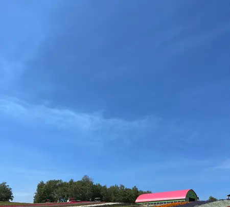 四季彩の丘の写真・動画_image_539923