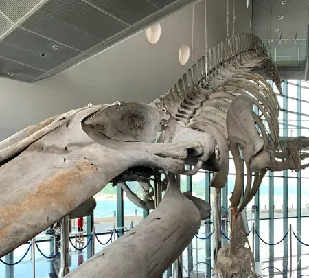 下関市立しものせき水族館・海響館の写真・動画_image_540311