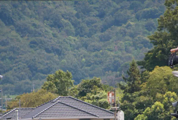 栗林公園の写真・動画_image_540369