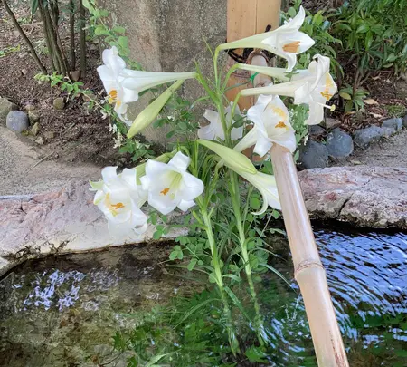 阿智神社の写真・動画_image_541412