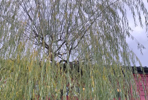 ひがし茶屋街の写真・動画_image_541674