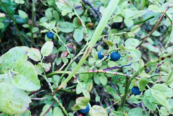 Aulanko Suomen Keskuspuistoの写真・動画_image_541693