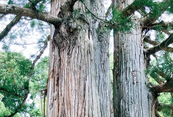 戸隠神社中社の写真・動画_image_542243