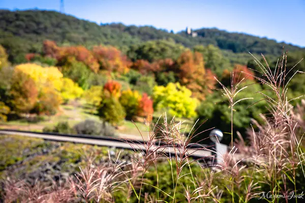 マウント・ロフティ・ボタニック・ガーデンの写真・動画_image_542519