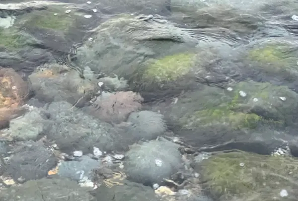 島武意海岸の写真・動画_image_543055