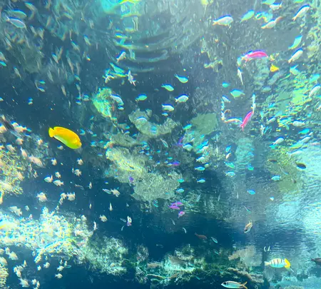 沖縄美ら海水族館の写真・動画_image_543094