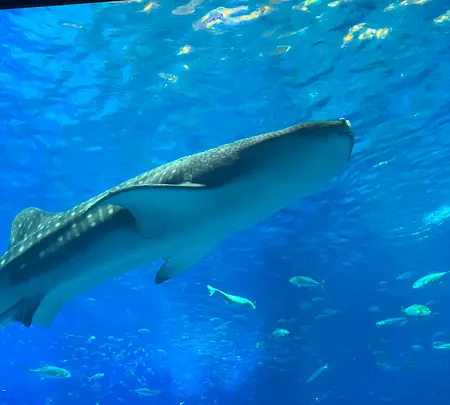 沖縄美ら海水族館の写真・動画_image_543095