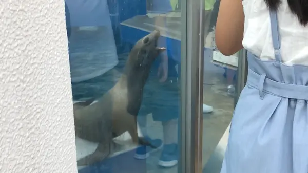 四国水族館の写真・動画_image_544434