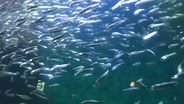 四国水族館の写真・動画_image_544449
