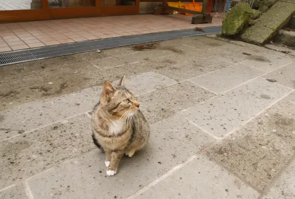 山寺の写真・動画_image_544533